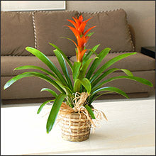 Bromiliad