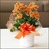 Kalanchoe