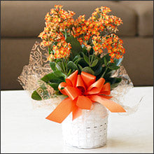 Kalanchoe